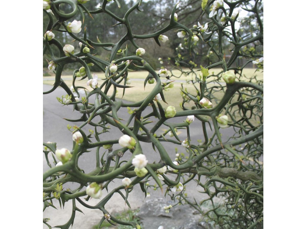 Poncirus trifoliata ´Flying Dragon´ - Citronečník trojlistý