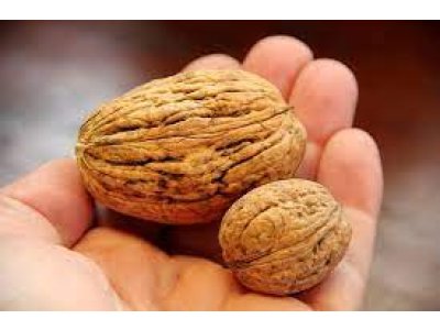 Juglans regia ´Lange van Lod´ - ořešák královský velkoplodá odrůda s megaplody