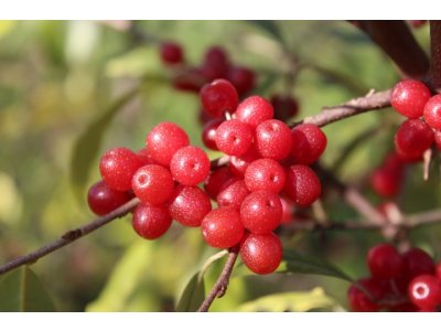 Elaeagnus umbellata - hlošina okoličnatá (autumn olive) - podzimní akce