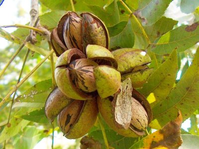 Carya illinoinensis ´Snaps´ - pekan roubovaný (ULTRASEVERNÍ ODRŮDA)