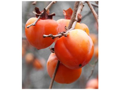 Diospyros kaki ´Rojo Brillante´  - japanese persimmon