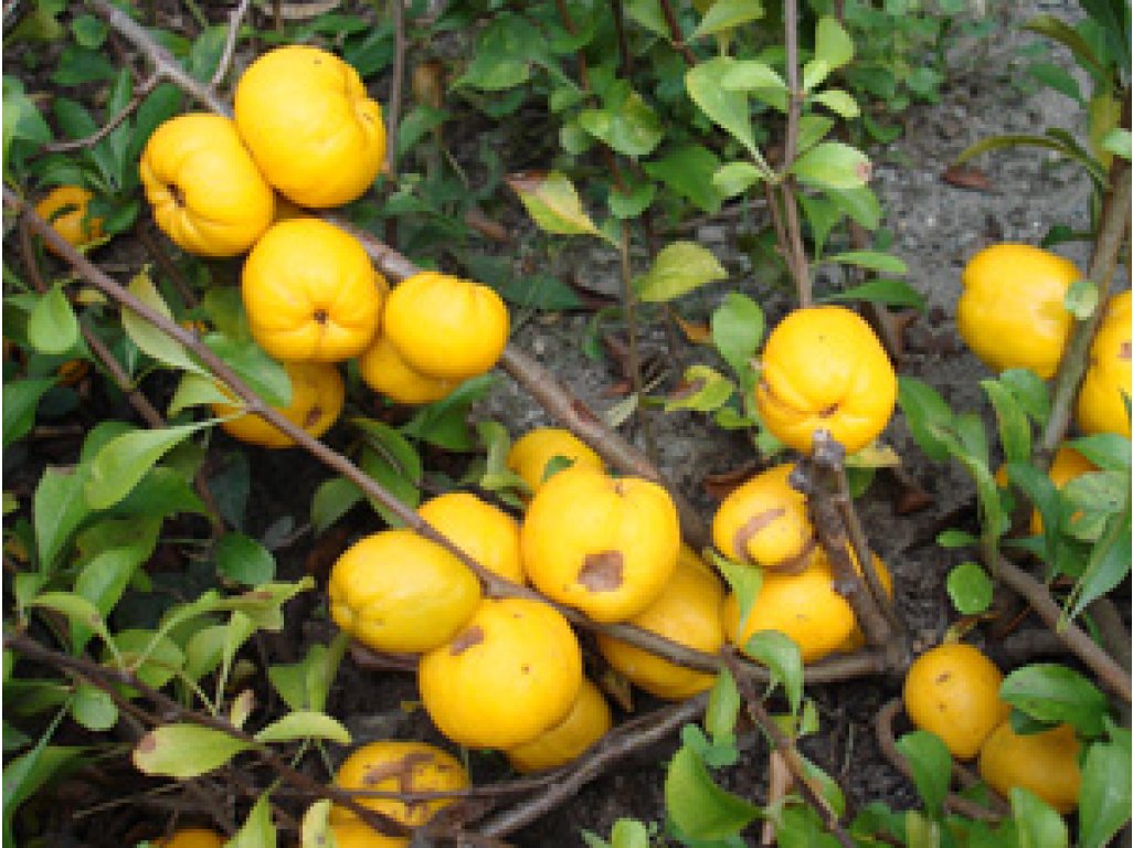 Chaenomeles japonica ´Cido´ (kdoulovec japonský) - velkoplodá odrůda