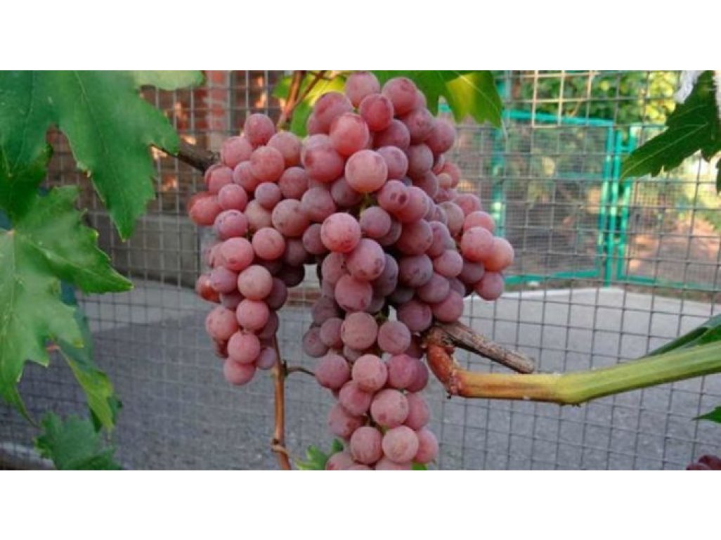 Vitis vinifera ´Einset Seedless´ - bezsemenná růžová odrůda