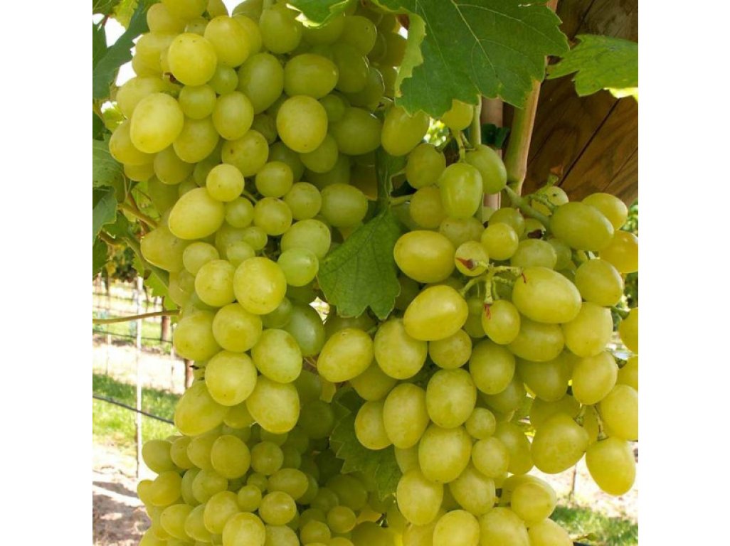 Vitis vinifera ´Arkadia´ - velkoplodá bílá odrůda