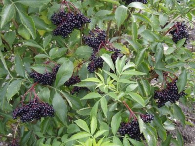 Sambucus nigra ´Konsór´ - Bez černý plodový