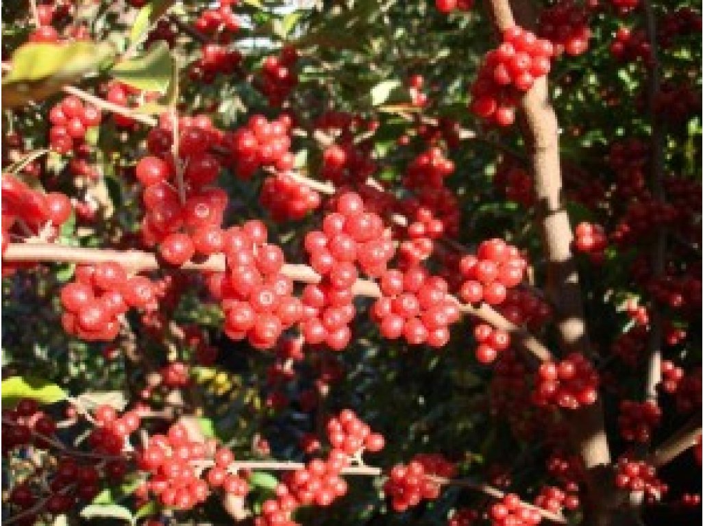 Elaeagnus umbellata - hlošina okoličnatá (autumn olive)