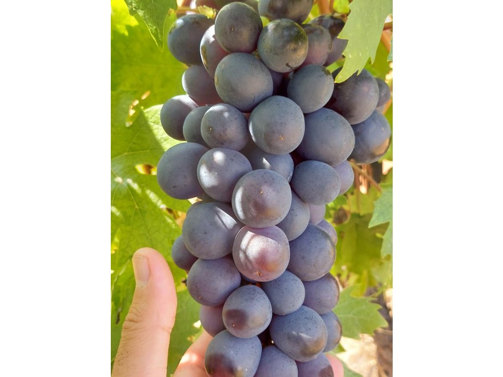 Vitis vinifera ´Klubičnyj´ - velkoplodá modrá odrůda