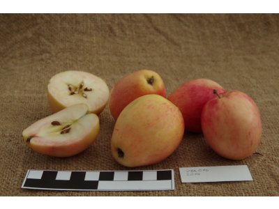 Malus domestica ´Česká pochoutka´ - zimní odrůda