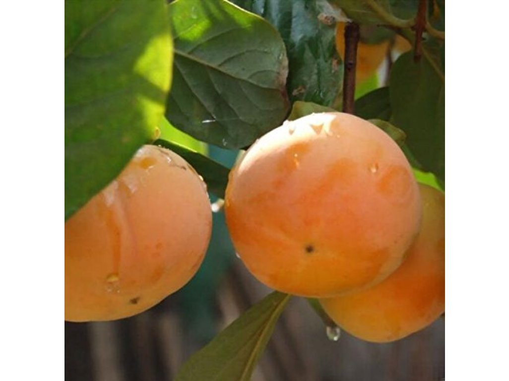 Diospyros kaki ´Sharon´ - japanese persimmon
