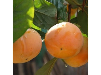 Diospyros kaki ´Sharon´ - japanese persimmon