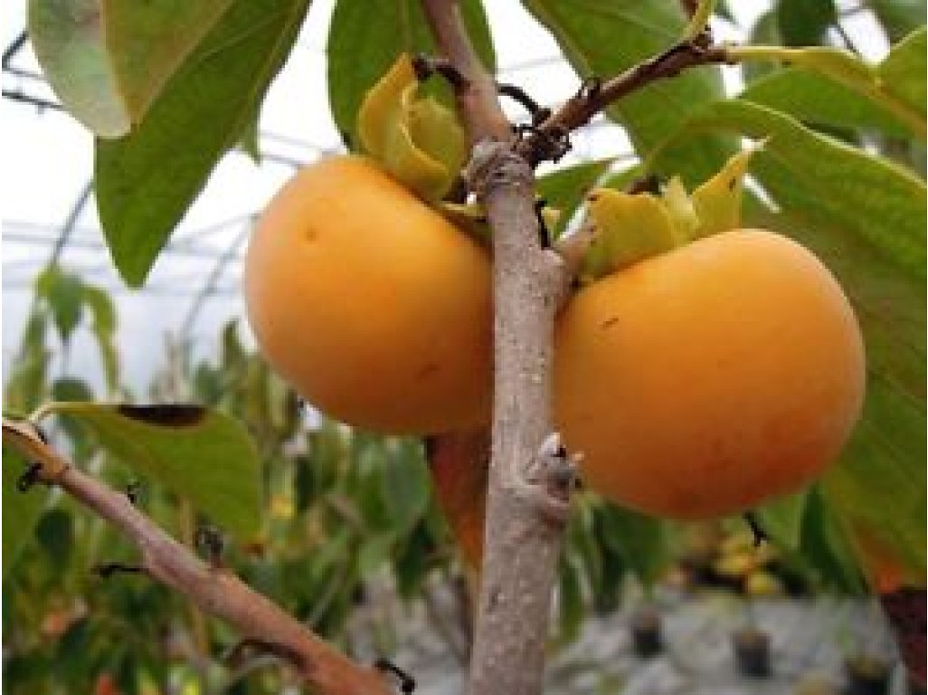 Diospyros kaki ´Tipo´ - japanese persimmon