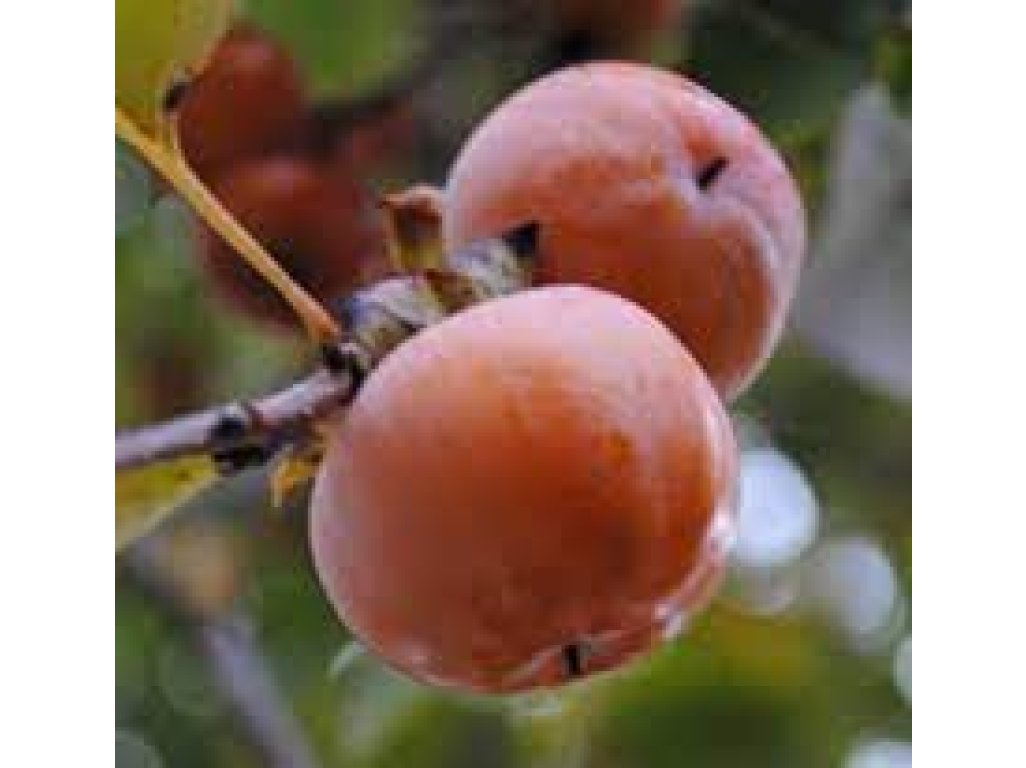 Diospyros virginiana ´Ruby´ - hardy persimmon