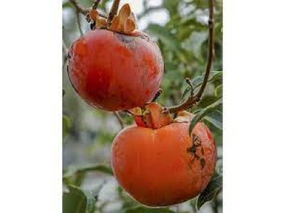 Diospyros virginiana ´SAA Pieper´ - hardy persimmon