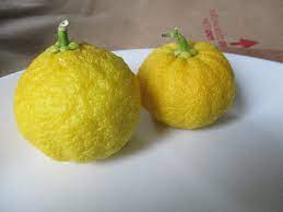Zimuvzdorné citrusy - hardy citrus