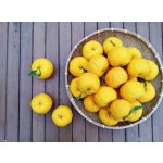 Odolné hybridy - hardy citrus