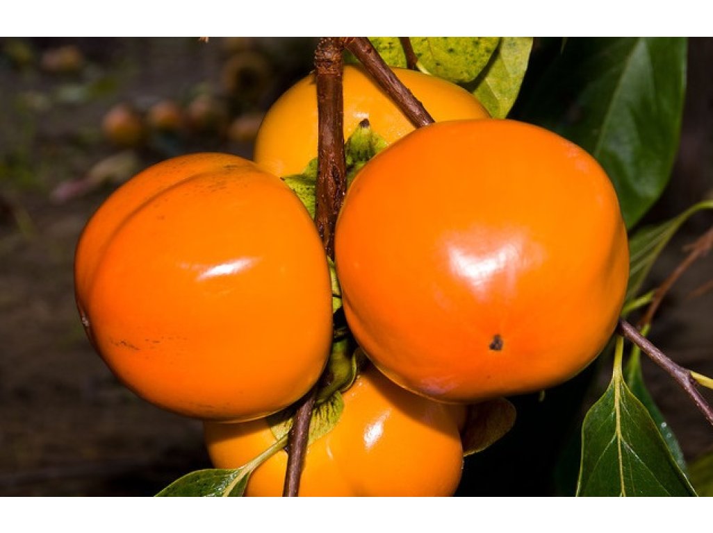 Diospyros kaki ´Hana Fuyu´ - japanese persimmon