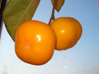 Diospyros x hybrida ´Mount Roman Kos´ - hardy persimmon /diospyros virginiana