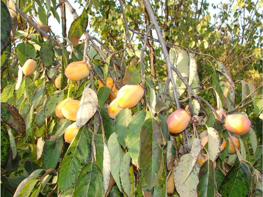 Diospyros virginiana ´Geneva Long´  - hardy persimmon /diospyros virginiana