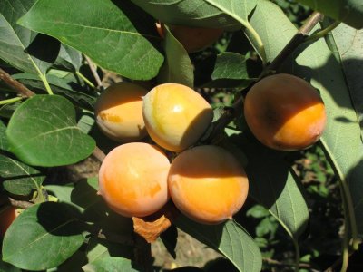 Diospyros virginiana ´Prok´  - hardy persimmon /diospyros virginiana