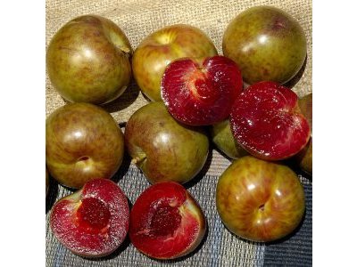 Prunus salicifolia ´Flavor Supreme´ - asijská švestka
