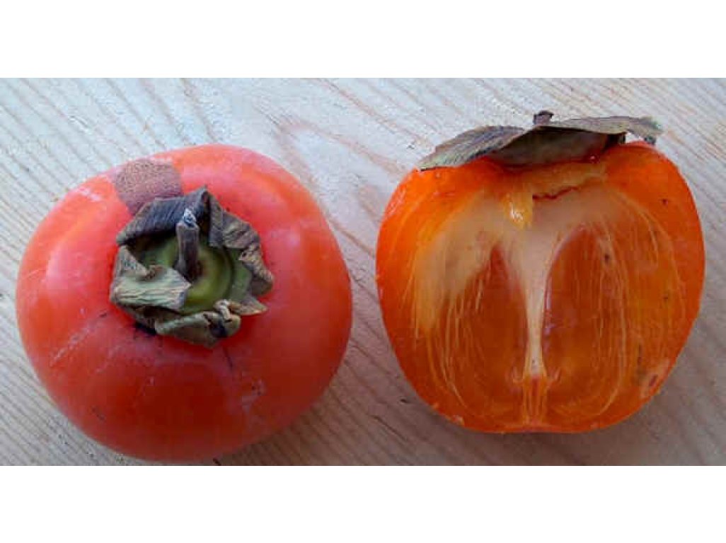 Diospyros x hybrida ´Nikita´s Gift´  - hardy persimmon/ diospyros virginiana