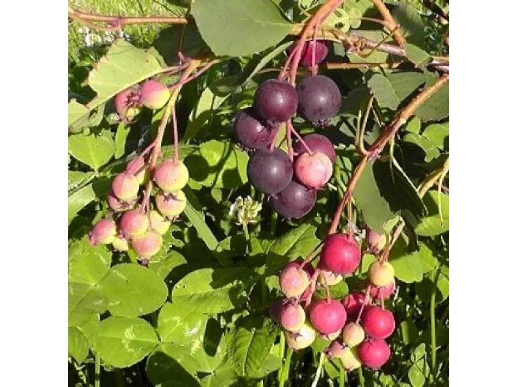 Amelanchier alnifolia ´Honeywood´ - muchovník olšolistý