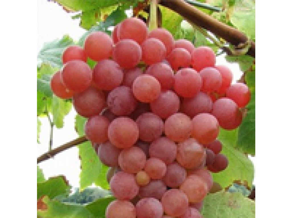Vitis vinifera ´Suffolk Red´ - bezsemenná růžová