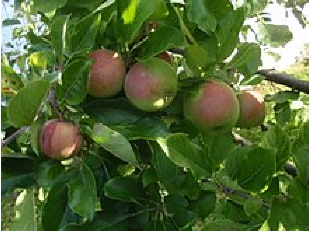 Malus domestica ´Čistecké Lahůdkové´ - klasická odrůda