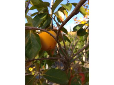 Diospyros kaki ´Ragno´ - japanese persimmon