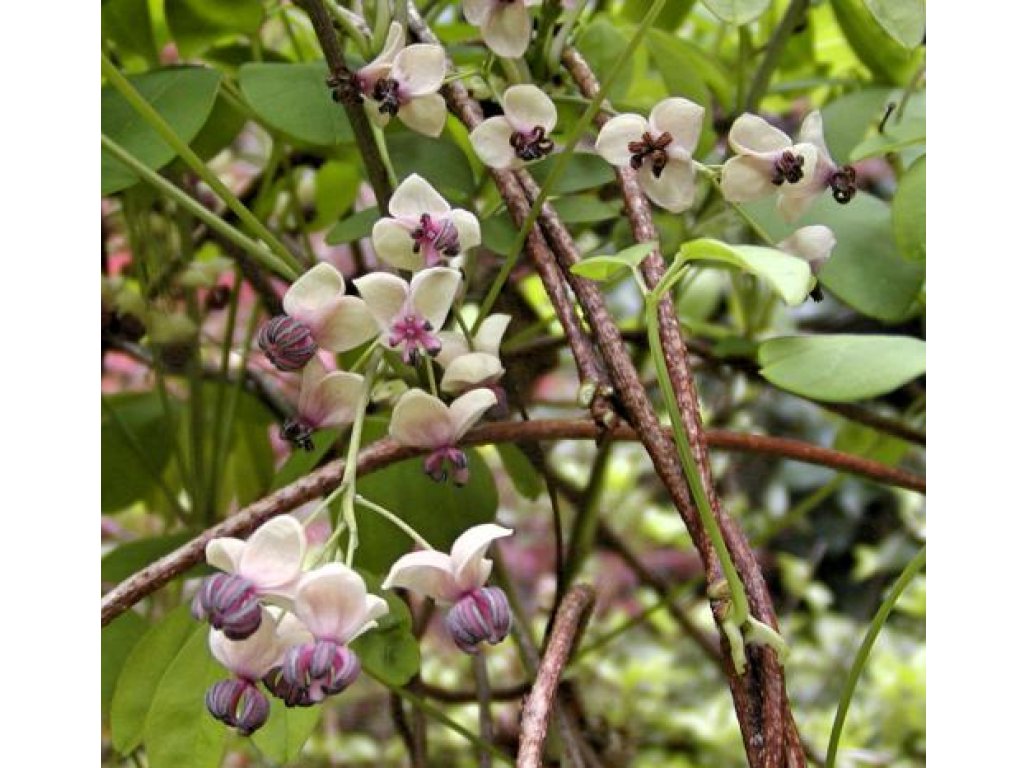 Akebia quinata ´Silver Bells´ - akébie pětičetná