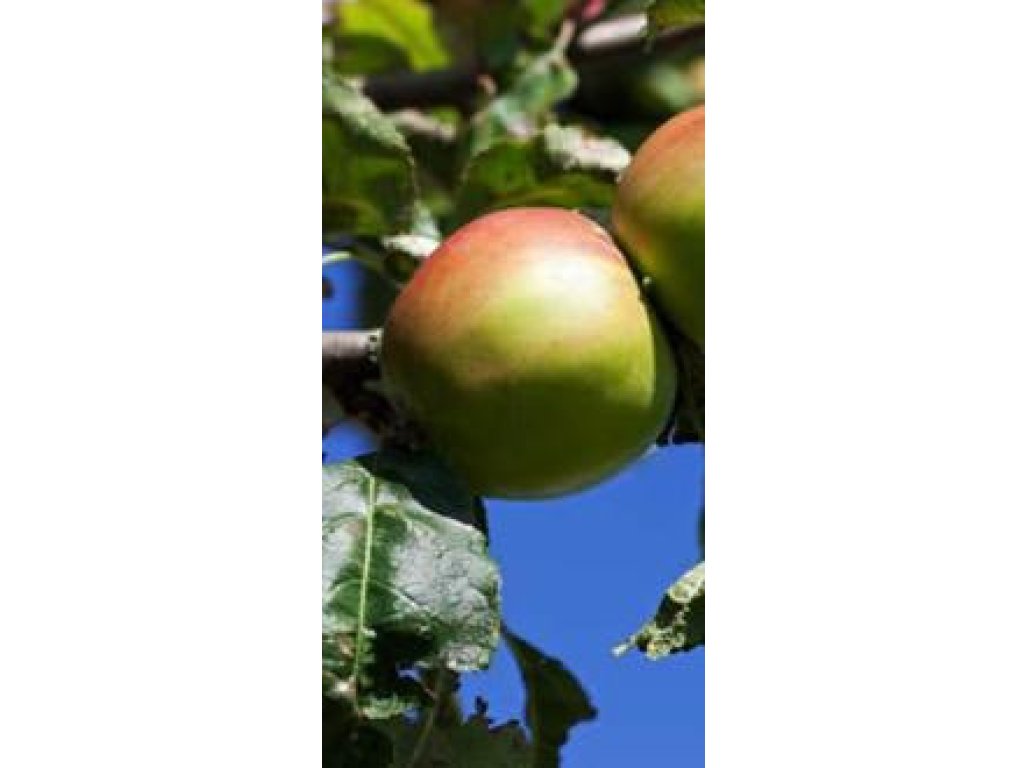 Jabloň ´Mazánkův Zázrak´- květináč