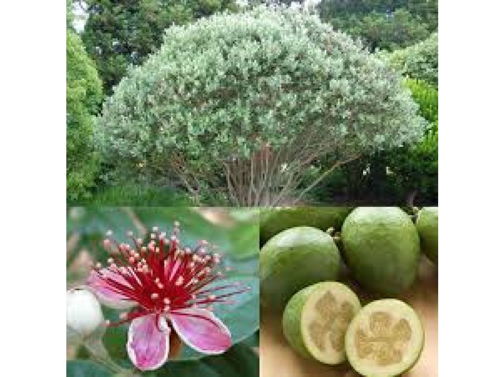 Feijoa sellowiana - fejchoa - /Acca/