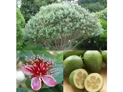 Feijoa sellowiana - fejchoa - /Acca/ - podzimní akce