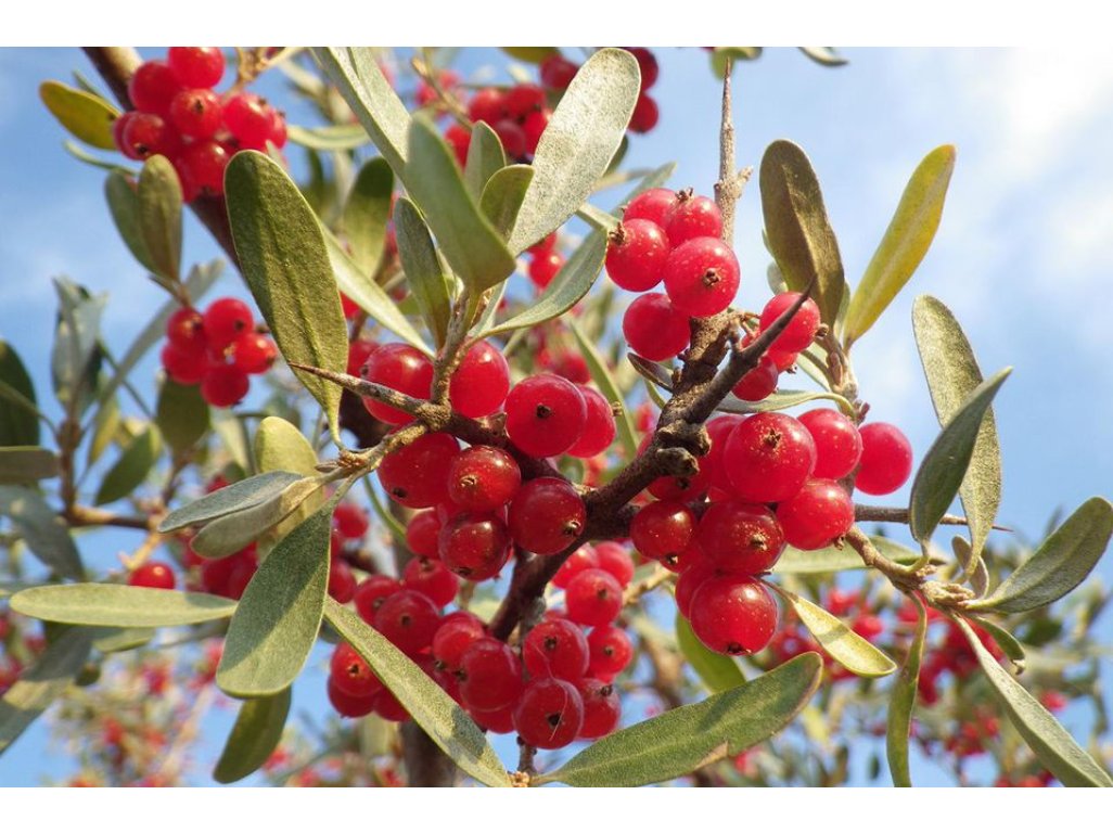 Shepherdia argentea - šeferdie