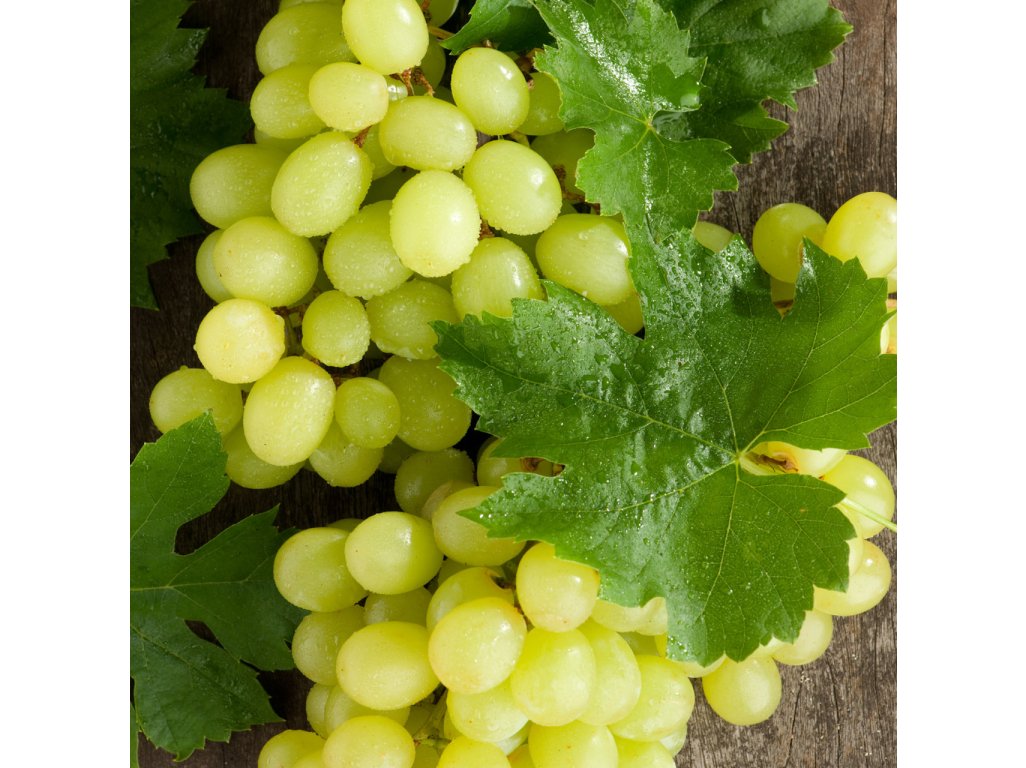 Vitis vinifera ´Lakemont´ - bezsemenná bílá odrůda