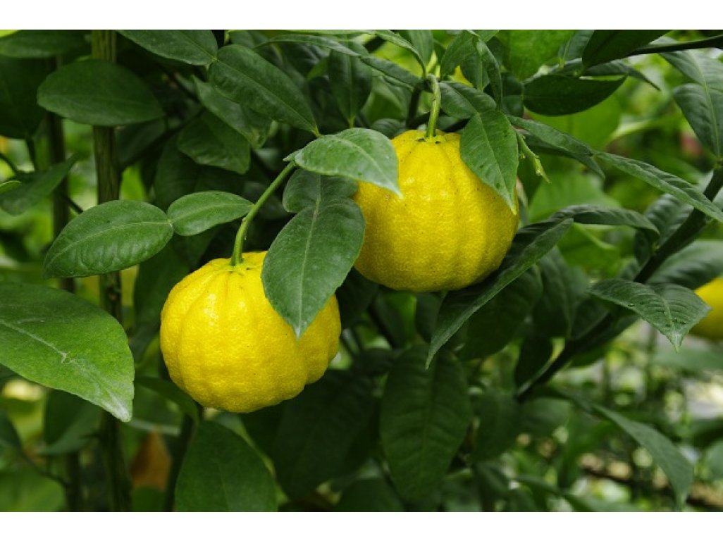 Citrus ichangensis ´ICHANG PAPEDA - IVIA´ Swingle