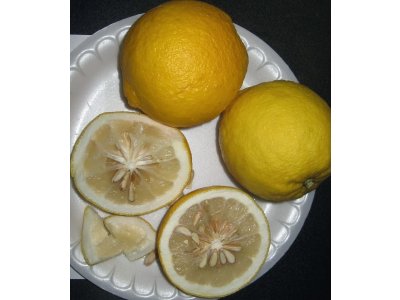 Citrus wilsonii ´Ichang Lemon´ (CRC1215)