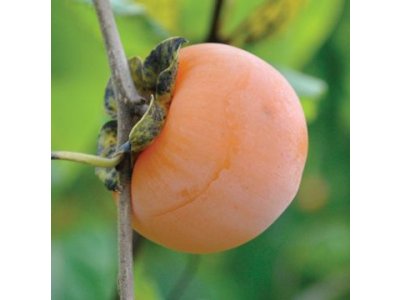 Diospyros virginiana ´Yates´ - hardy persimmons/ diospyros lotus