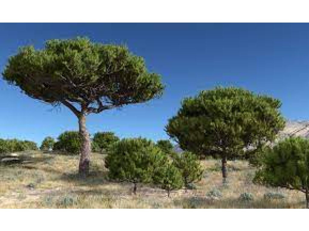 Pinus pinea - borovice pínie