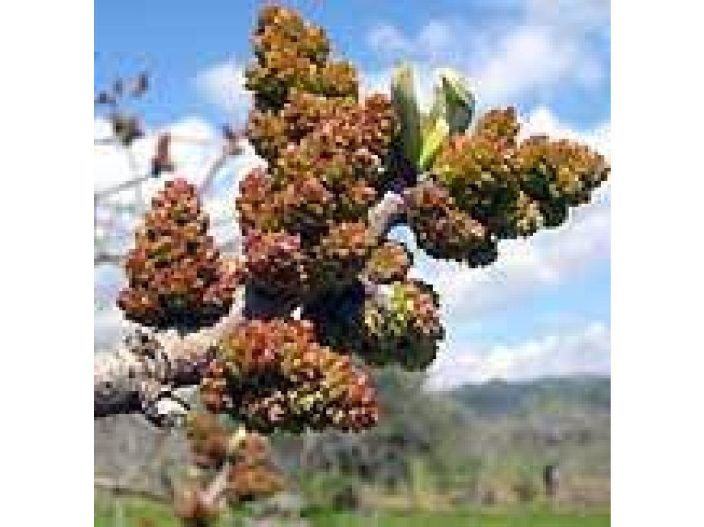 Pistacia vera ´Peters´ - male - samčí rostlina opylovač BIG