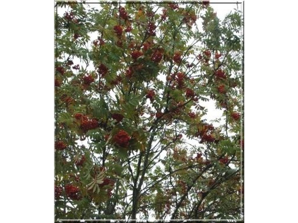 Sorbus ´Kubovaja´ - jeřáb velkoplodý
