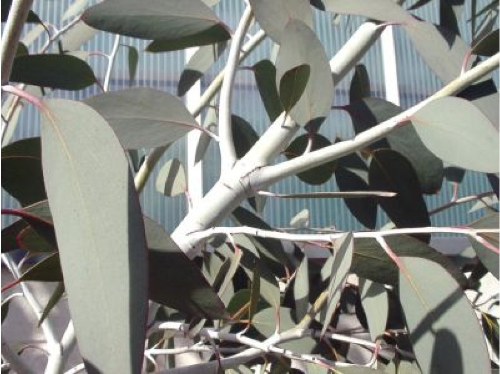 Eucalyptus pauciflora ssp. debeuzevillei - hardy eucalyptus