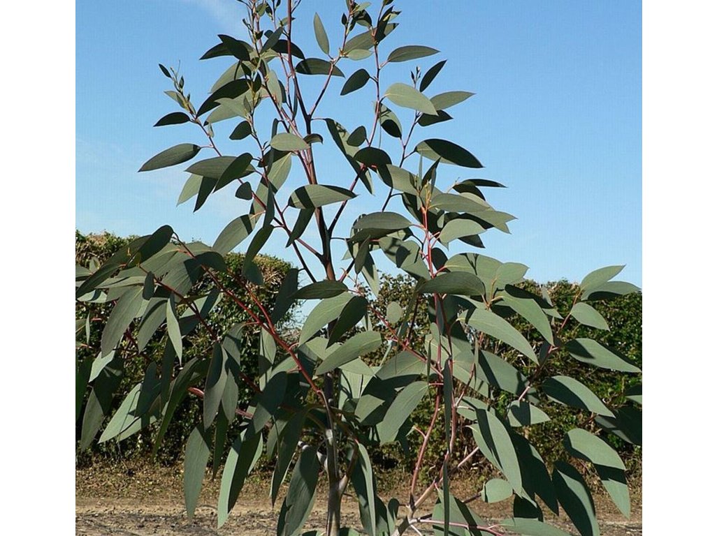 Eucalyptus pauciflora ssp. niphophila - hardy eucalyptus