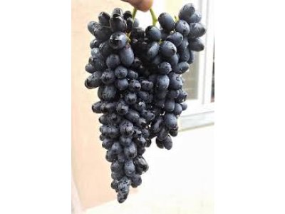 Vitis vinifera ´Joy seedless´ - bezsemenná modrá