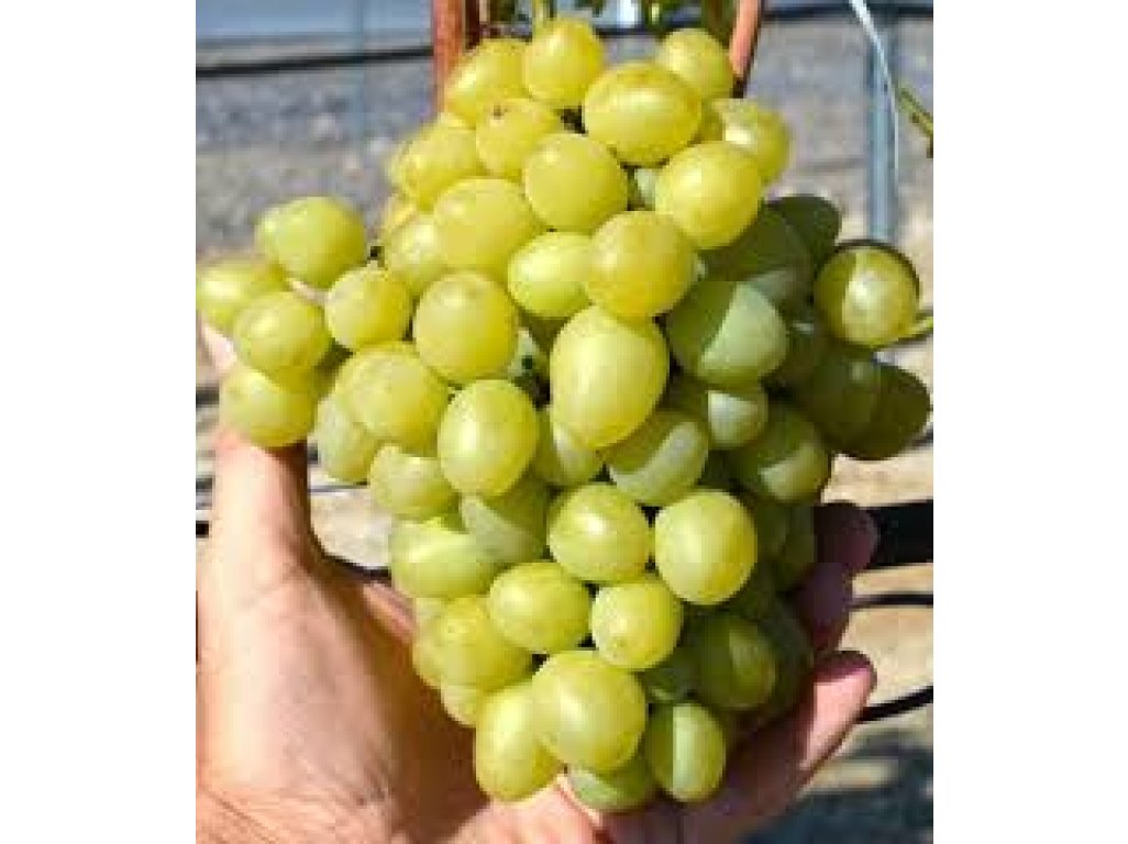 Vitis vinifera ´Marusja´ - velkoplodá žlutá odrůda
