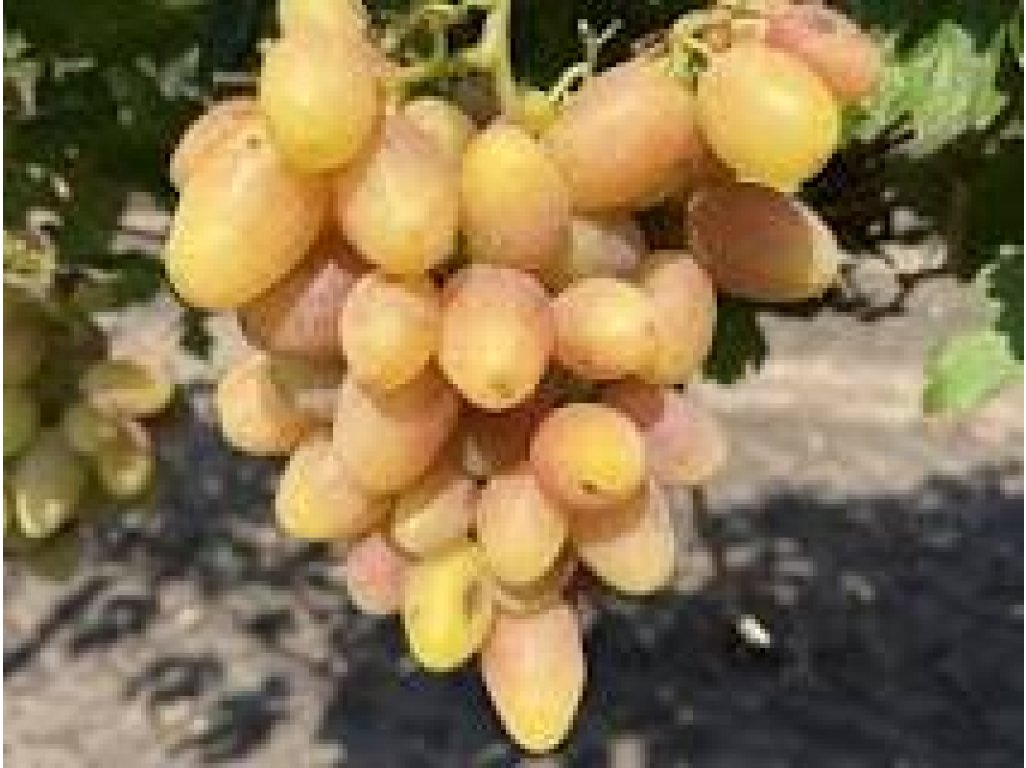 Vitis vinifera ´Katrusja Kachovskaja´ - velkoplodá růžová odrůda