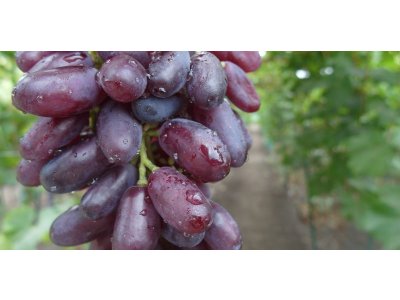Vitis vinifera ´Kaneda Beautiful Finger´ - velkoplodá růžová odrůda