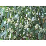 Eucalyptus archeri - hardy eucalyptus