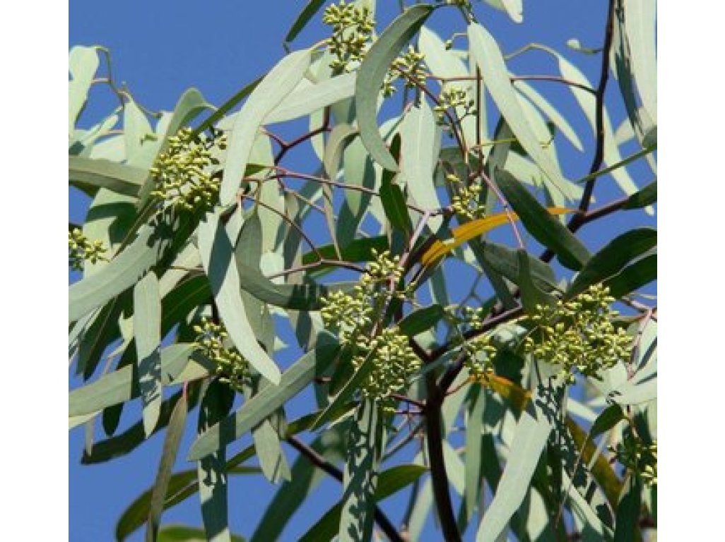 Eucalyptus neglecta - hardy eucalyptus