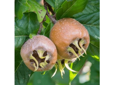 Mespilus germanica ´Monstruese de Evreinoff´